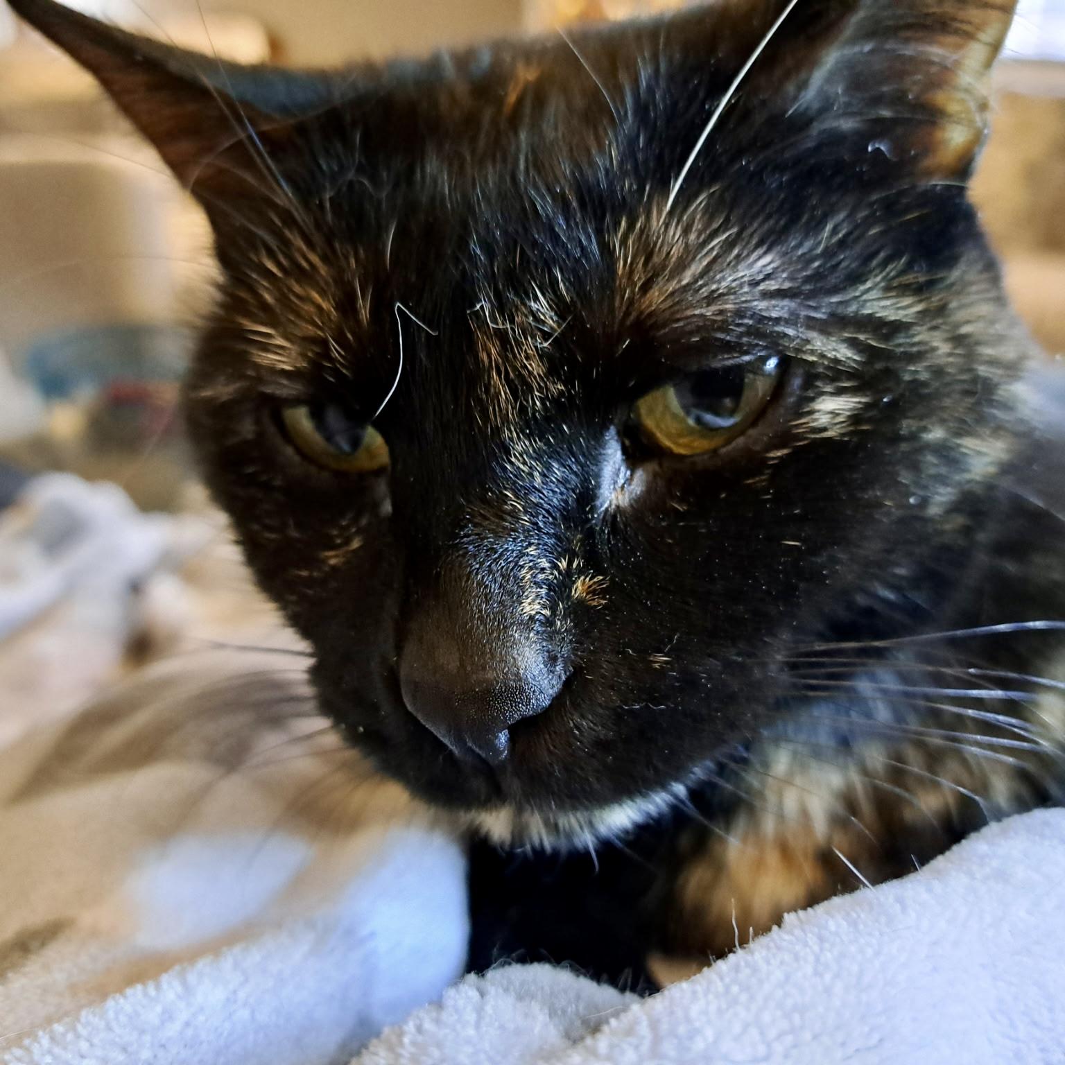 Eliza, Adoptable, Senior Female Tortoiseshell & Domestic Short Hair.
