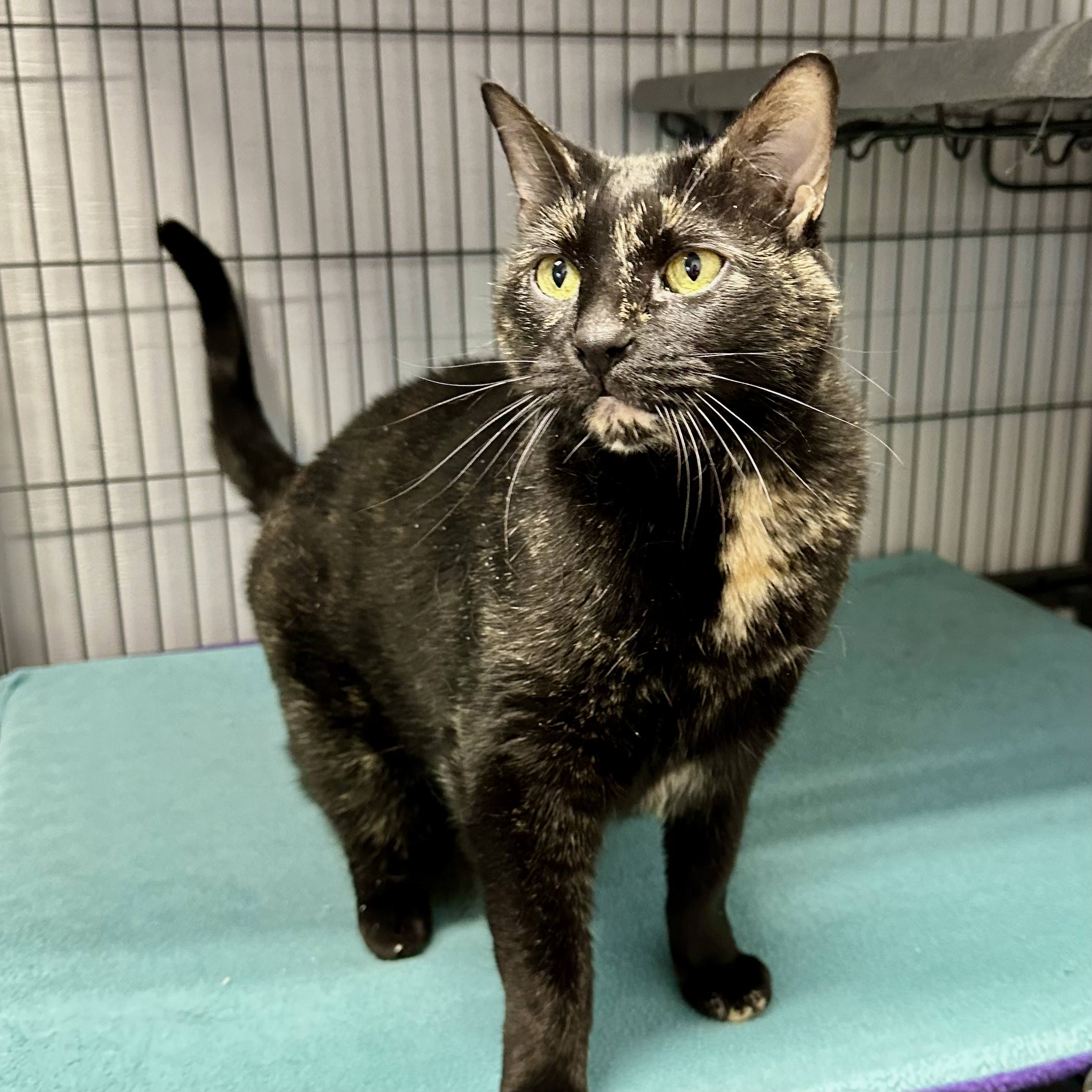 Eliza, a Adoptable mixed breed in Tulsa, OK image 2/6