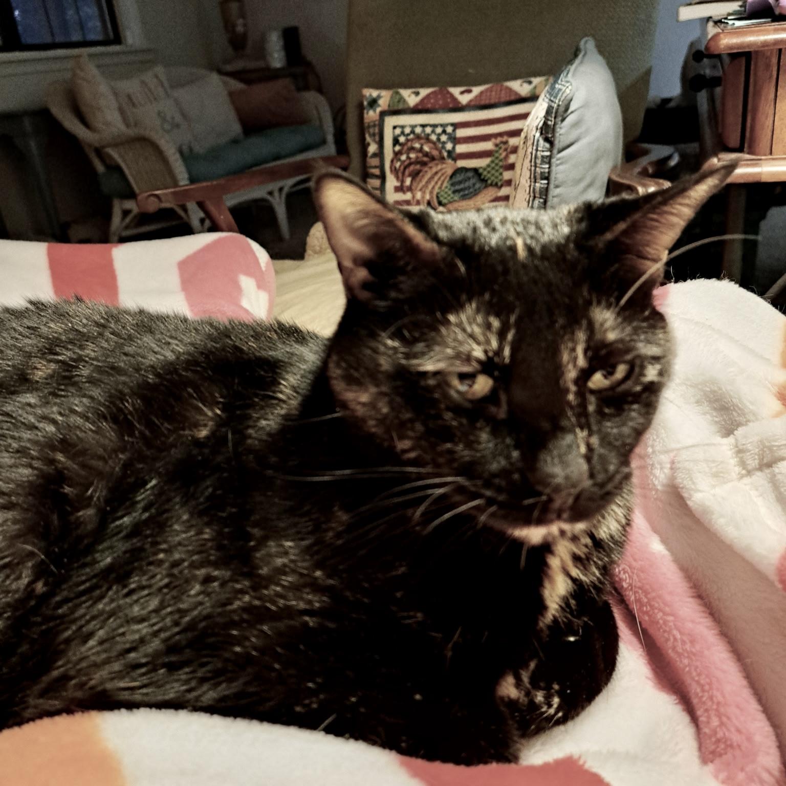 Enlarge Eliza, a Adoptable mixed breed in Tulsa, OK image 2/6