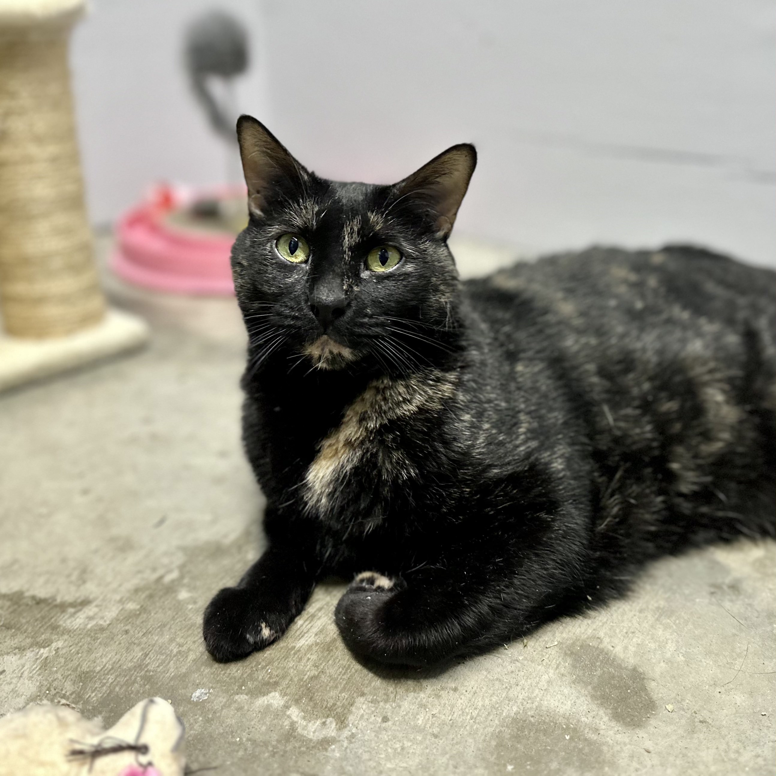 Eliza, a Adoptable mixed breed in Tulsa, OK image 1/6