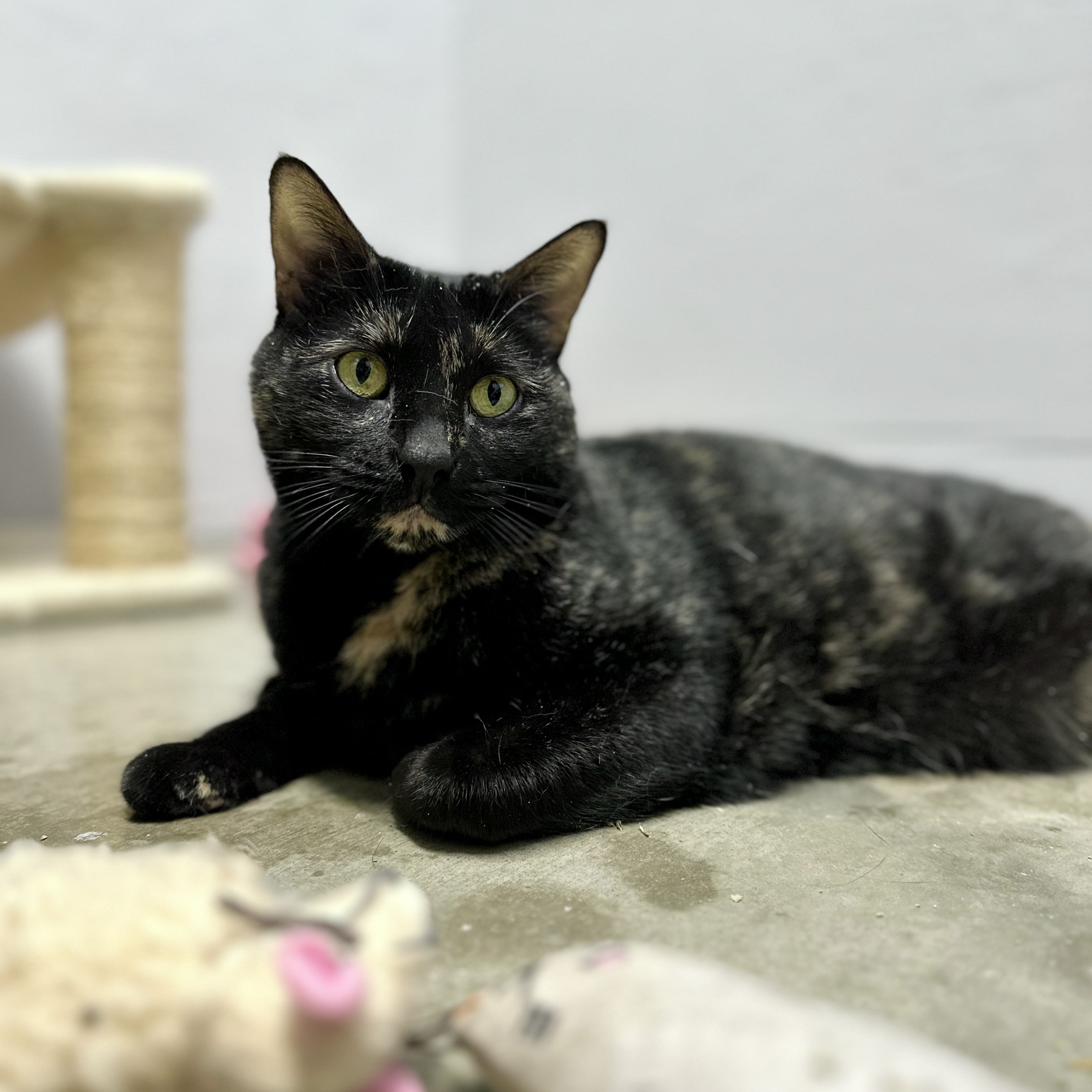 Eliza, a Adoptable mixed breed in Tulsa, OK image 3/6