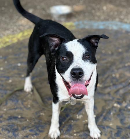 BRAGI, Adoptable, Adult Male Mixed Breed.