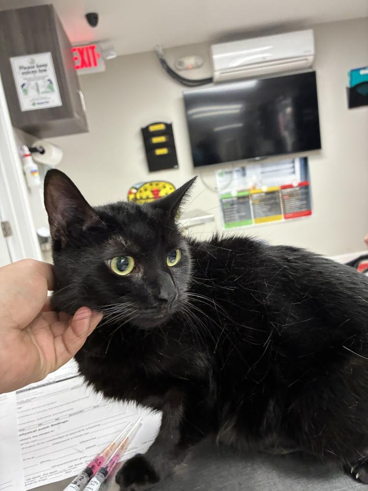 Nyx, Adoptable, Adult Female Domestic Short Hair.