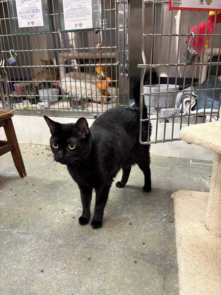 Enlarge Nyx, a Adoptable Domestic Short Hair in Marietta, GA image 1/4