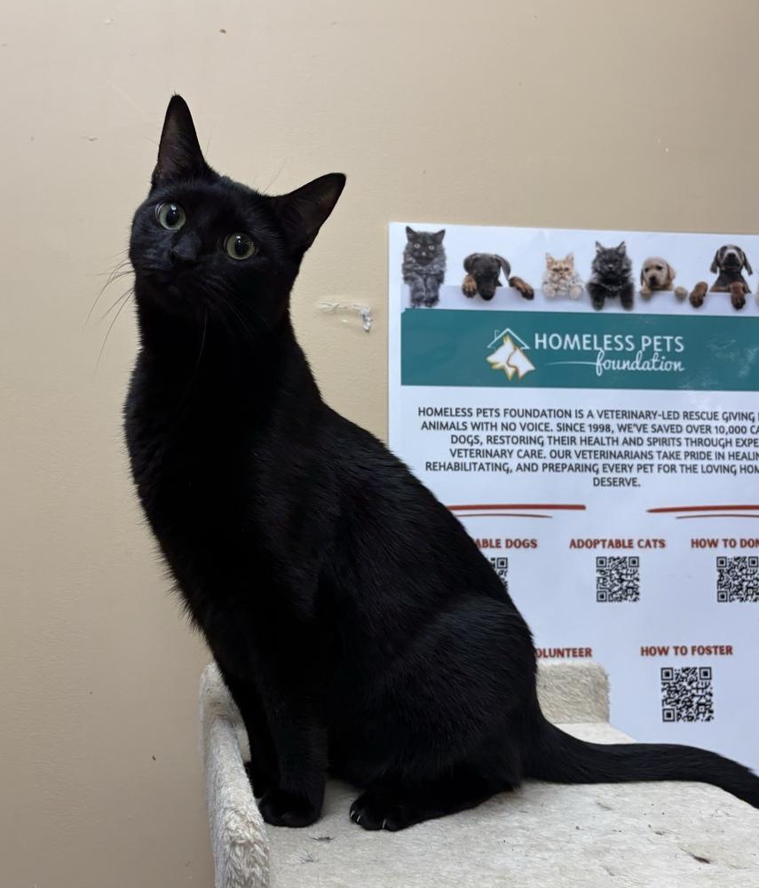 Enlarge Nyx, a Adoptable Domestic Short Hair in Marietta, GA image 2/4