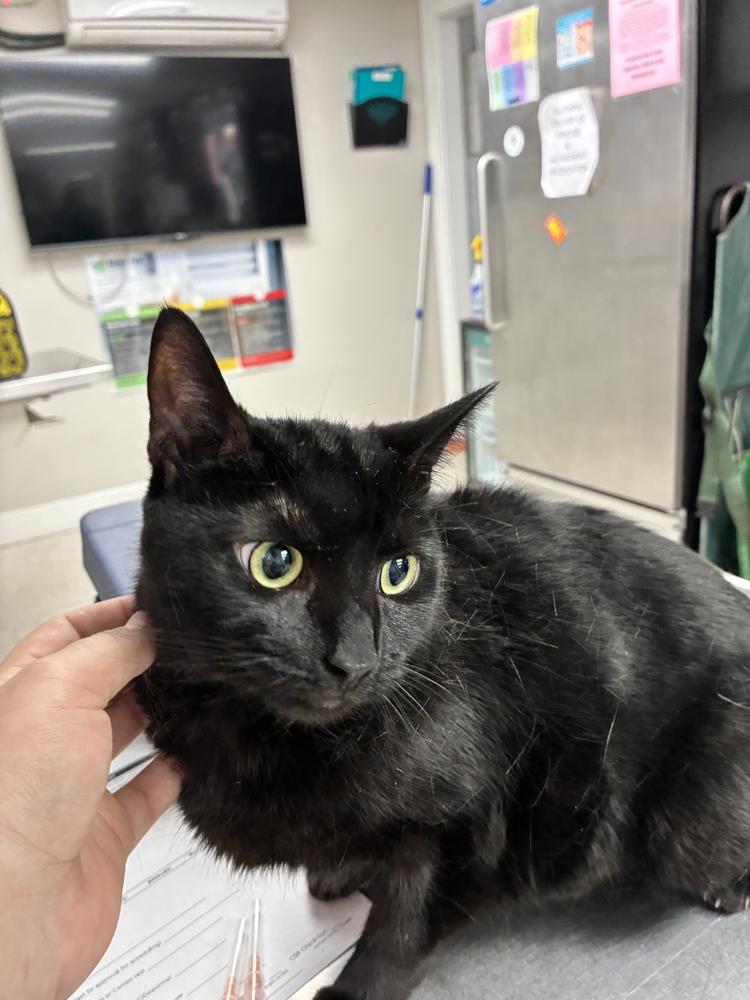 Nyx, a Adoptable Domestic Short Hair in Marietta, GA image 2/2
