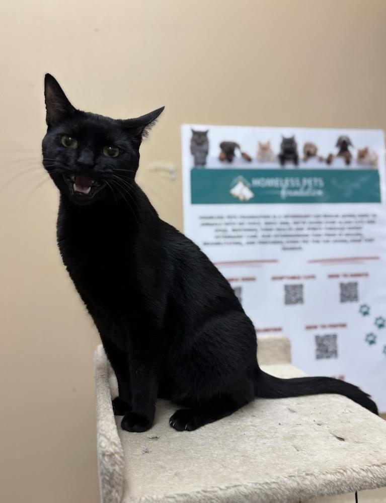 Enlarge Nyx, a Adoptable Domestic Short Hair in Marietta, GA image 4/4