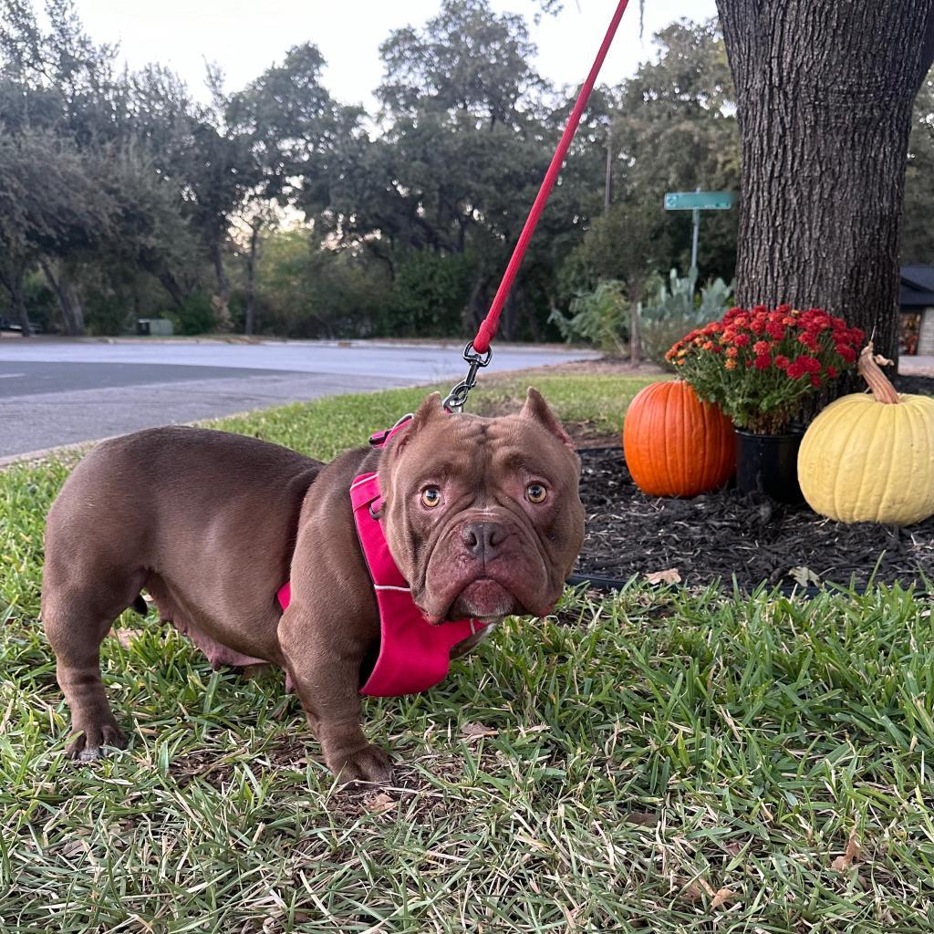 Enlarge Nani, a Adoptable mixed breed in Cedar Creek, TX image 1/6