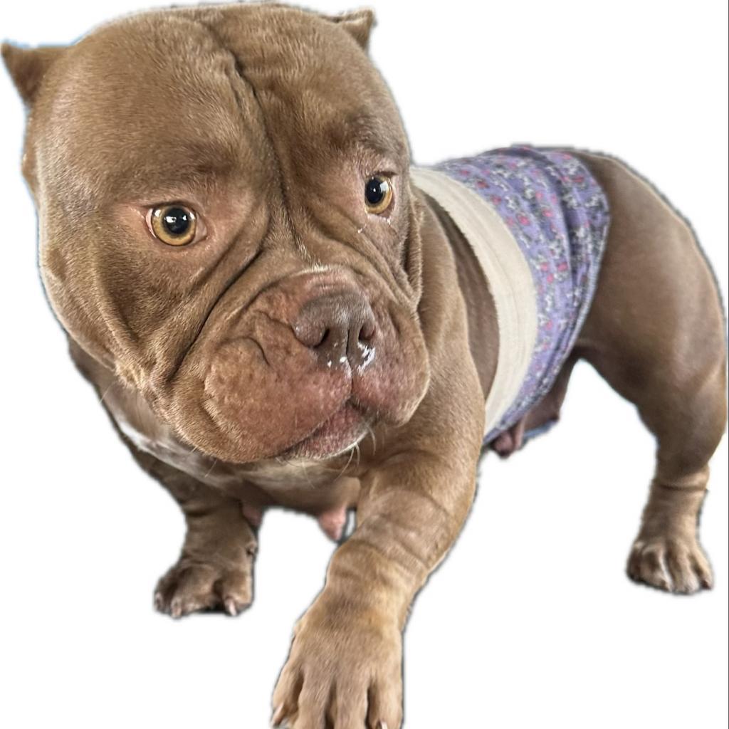 Enlarge Nani, a Adoptable mixed breed in Cedar Creek, TX image 4/6