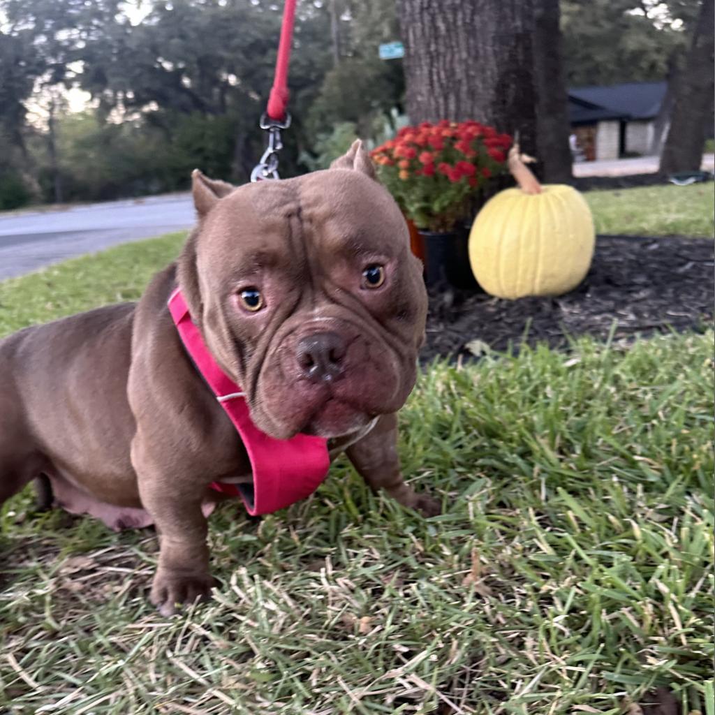 Enlarge Nani, a Adoptable mixed breed in Cedar Creek, TX image 6/6