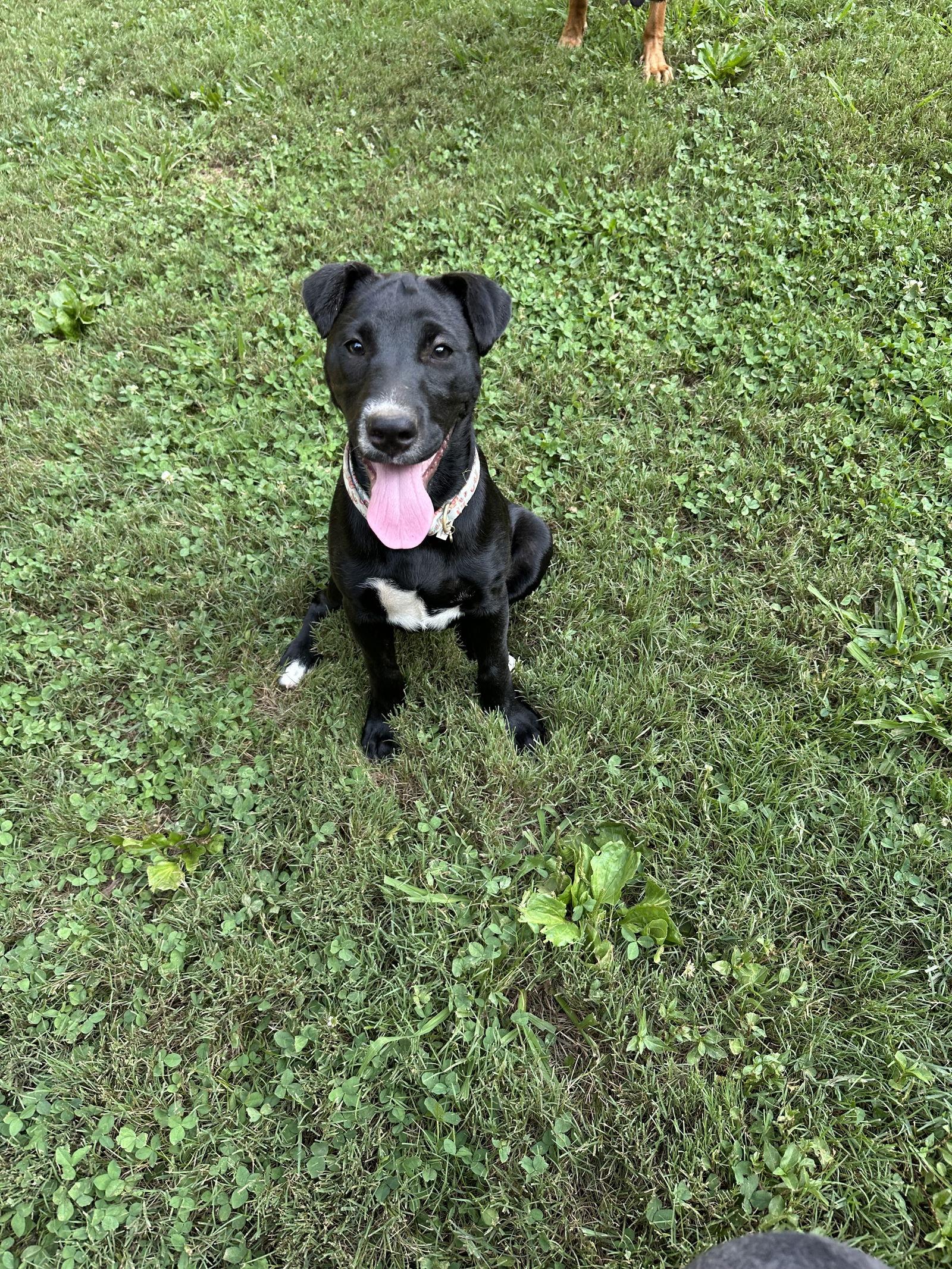 Star, Adoptable, Young Female Border Collie & Pit Bull Terrier.