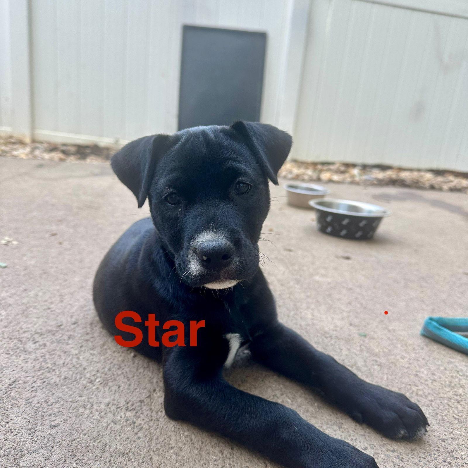 Star, a Adoptable mixed breed in Ball Ground, GA image 2/3