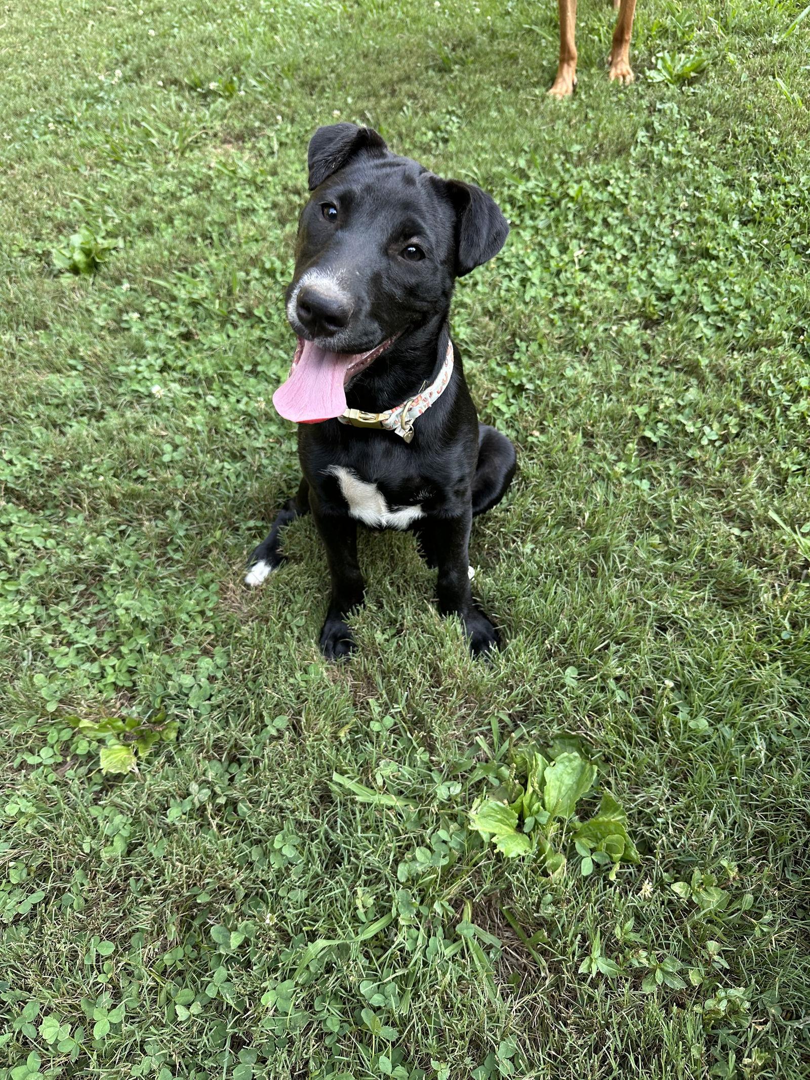 Star, a Adoptable mixed breed in Ball Ground, GA image 3/3