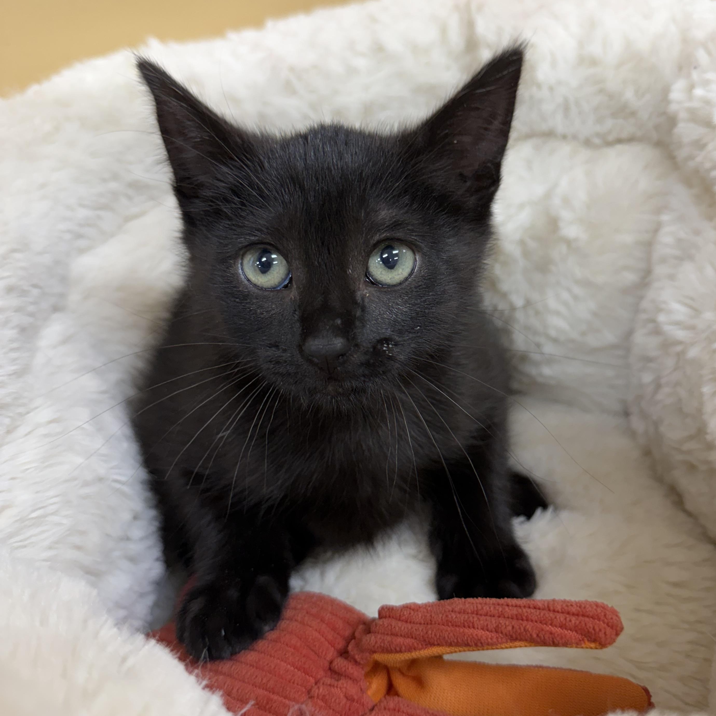 Blue Moon, Adoptable, Young Male Domestic Short Hair.