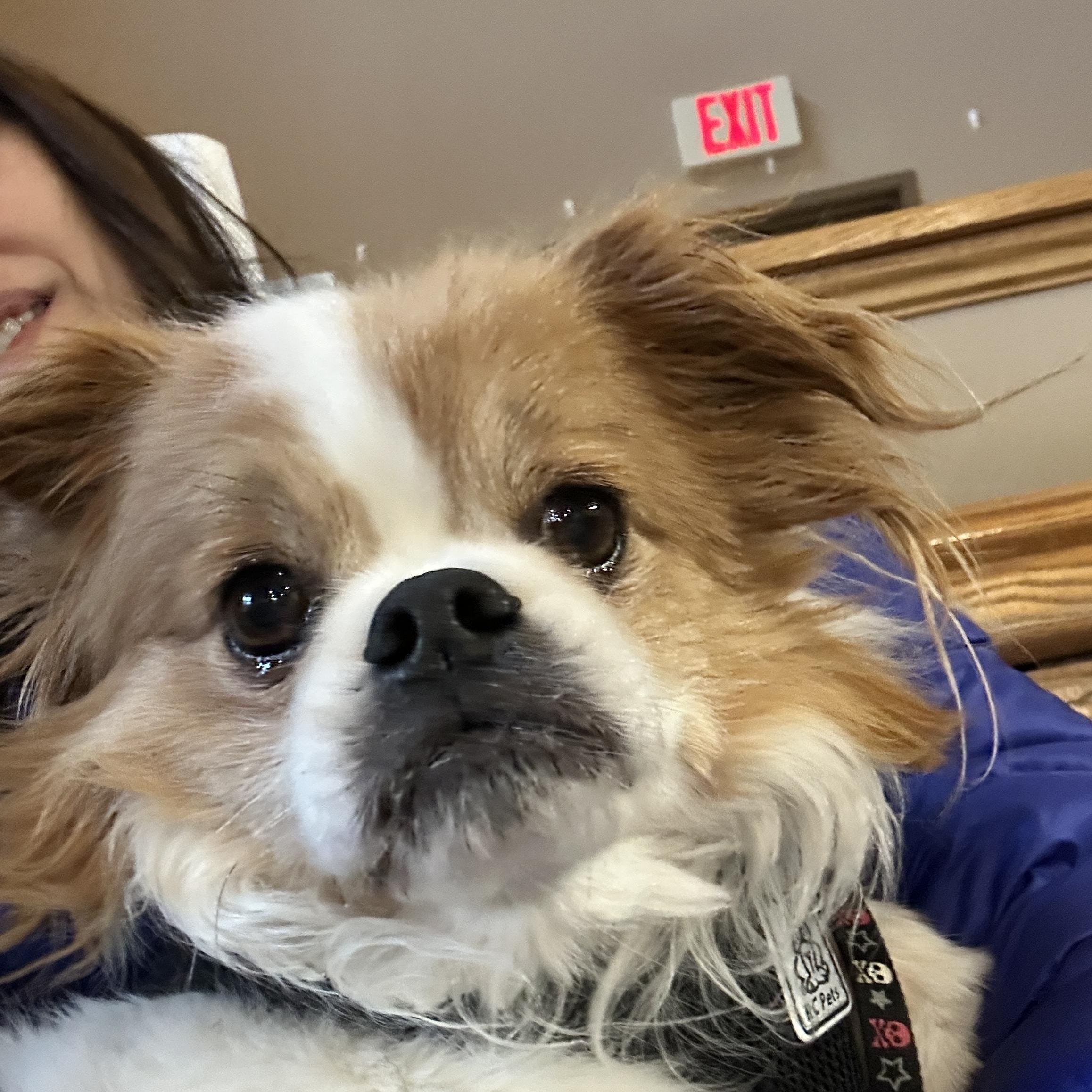 Potato, Adopted, Senior Male Cavalier King Charles Spaniel & Shih Tzu.