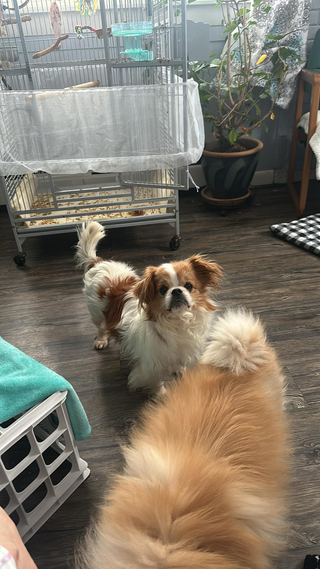 Potato, a Adopted mixed breed in Rumford, ME image 2/6