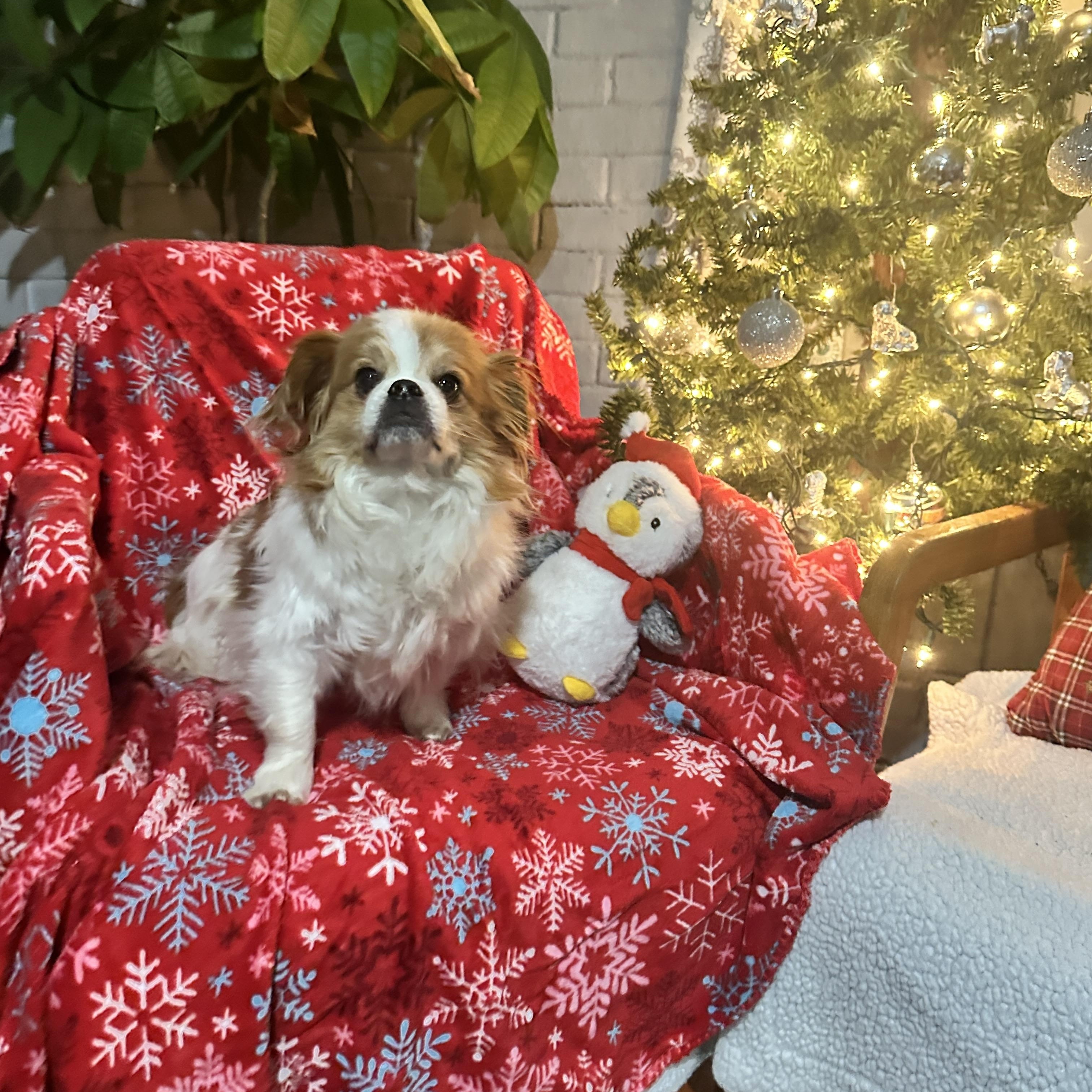 Potato, a Adopted mixed breed in Rumford, ME image 4/6