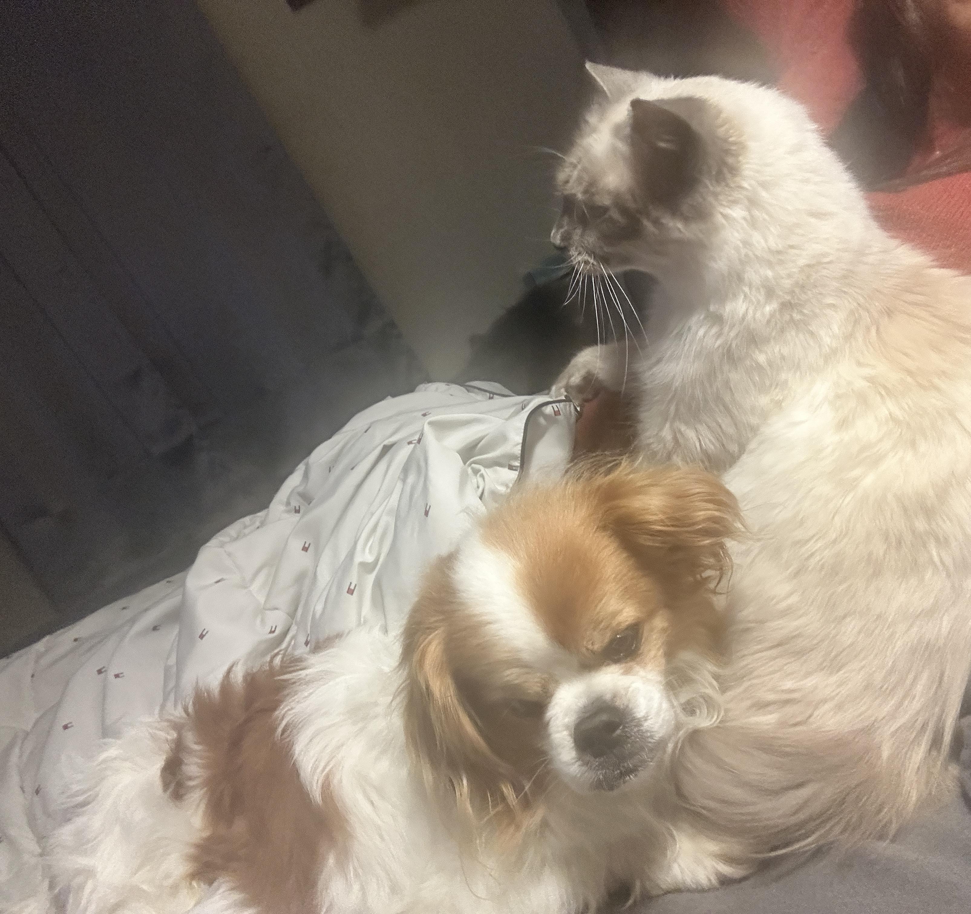 Potato, a Adopted mixed breed in Rumford, ME image 5/6