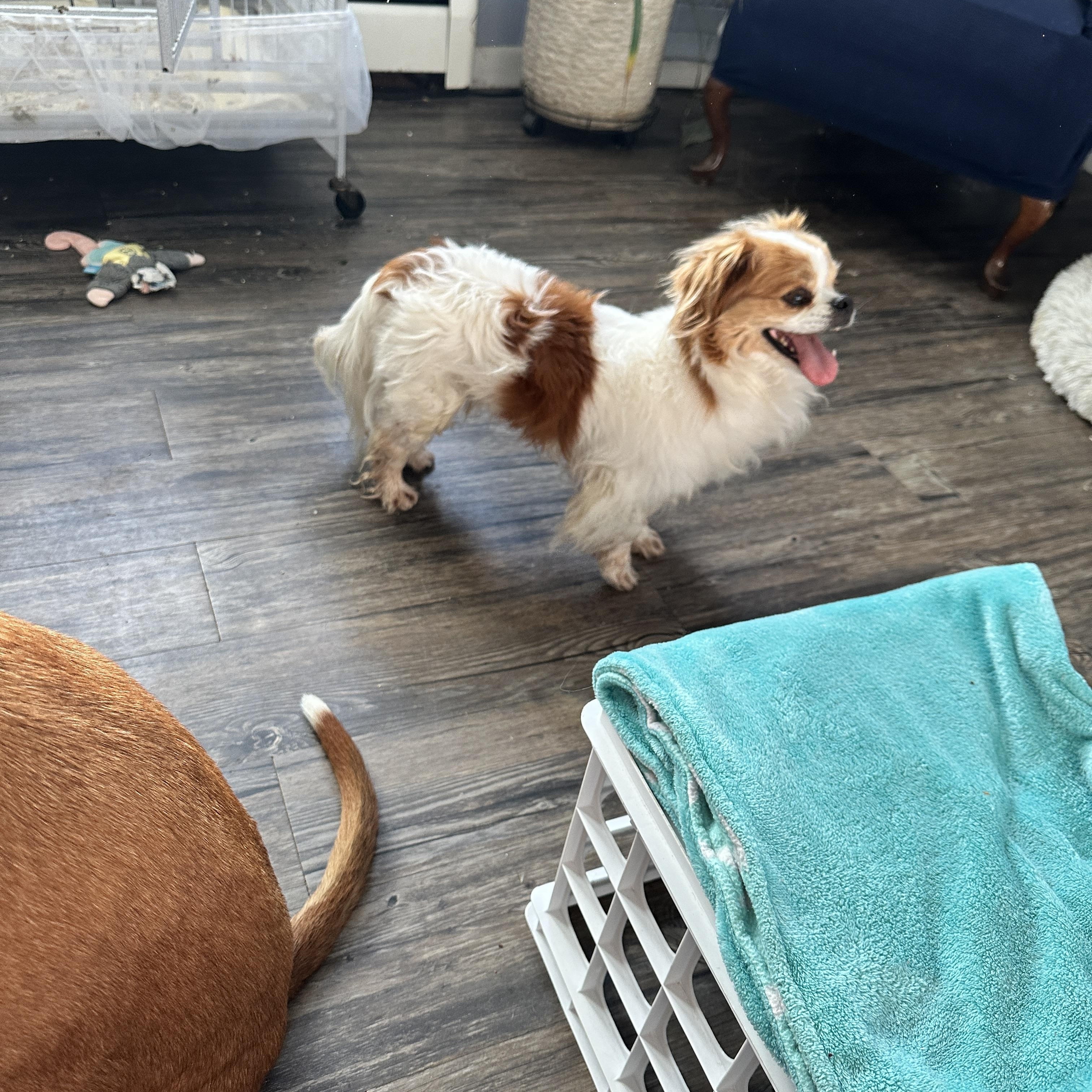 Potato, a Adopted mixed breed in Rumford, ME image 6/6