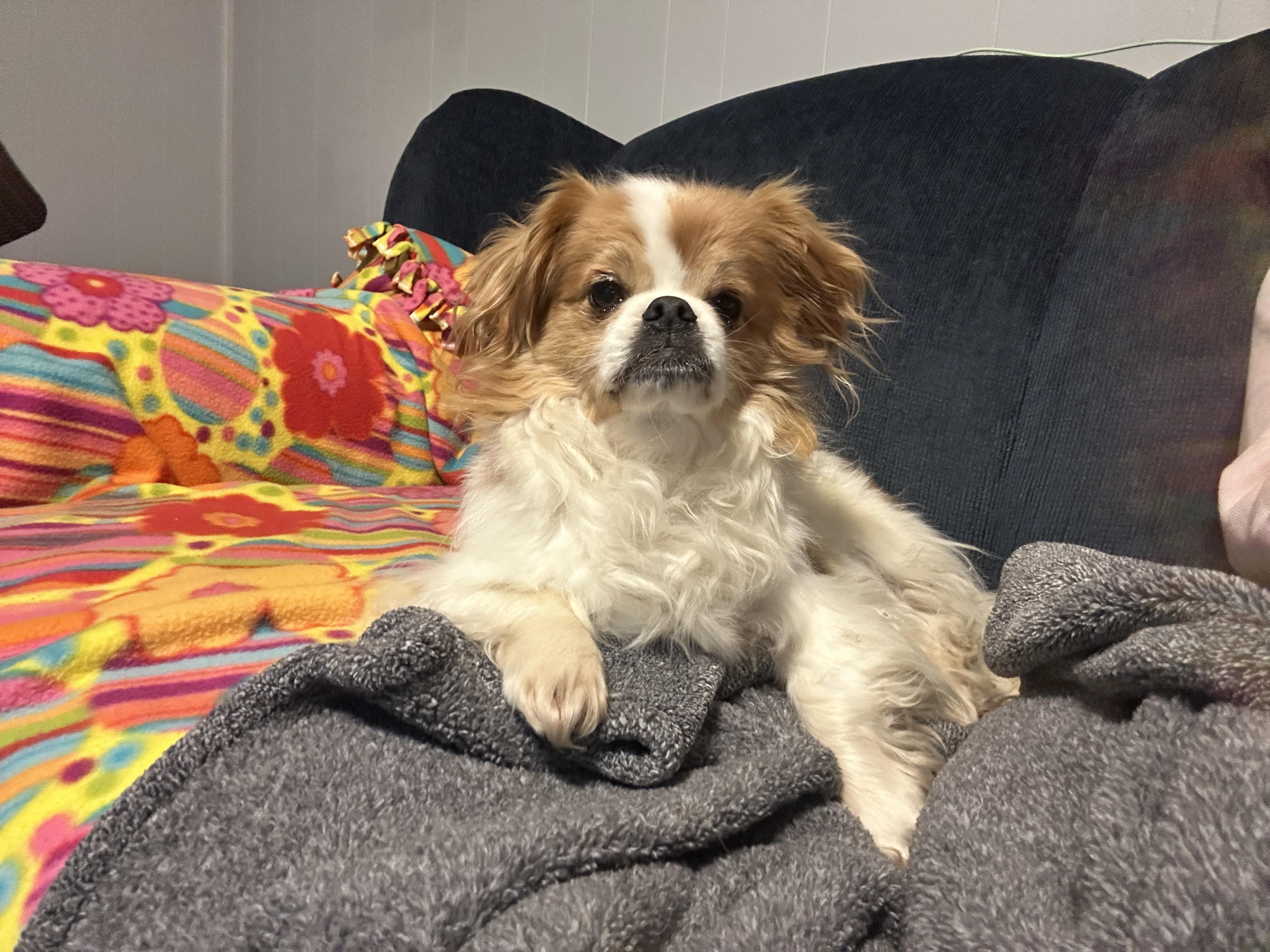 Potato, Adopted, Senior Male Cavalier King Charles Spaniel & Shih Tzu.