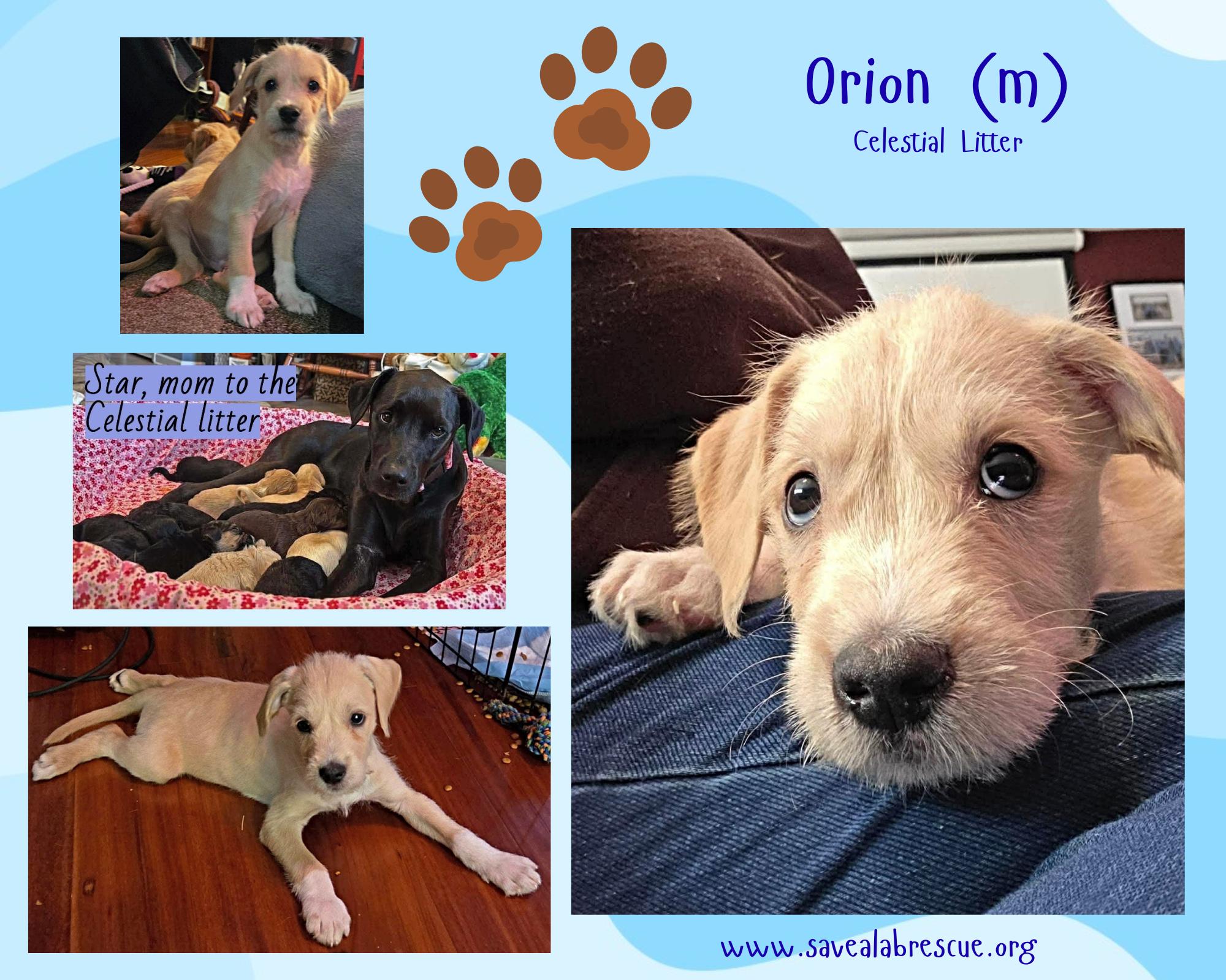 Enlarge Orion, a Adoptable mixed breed in Newport, RI image 1/1