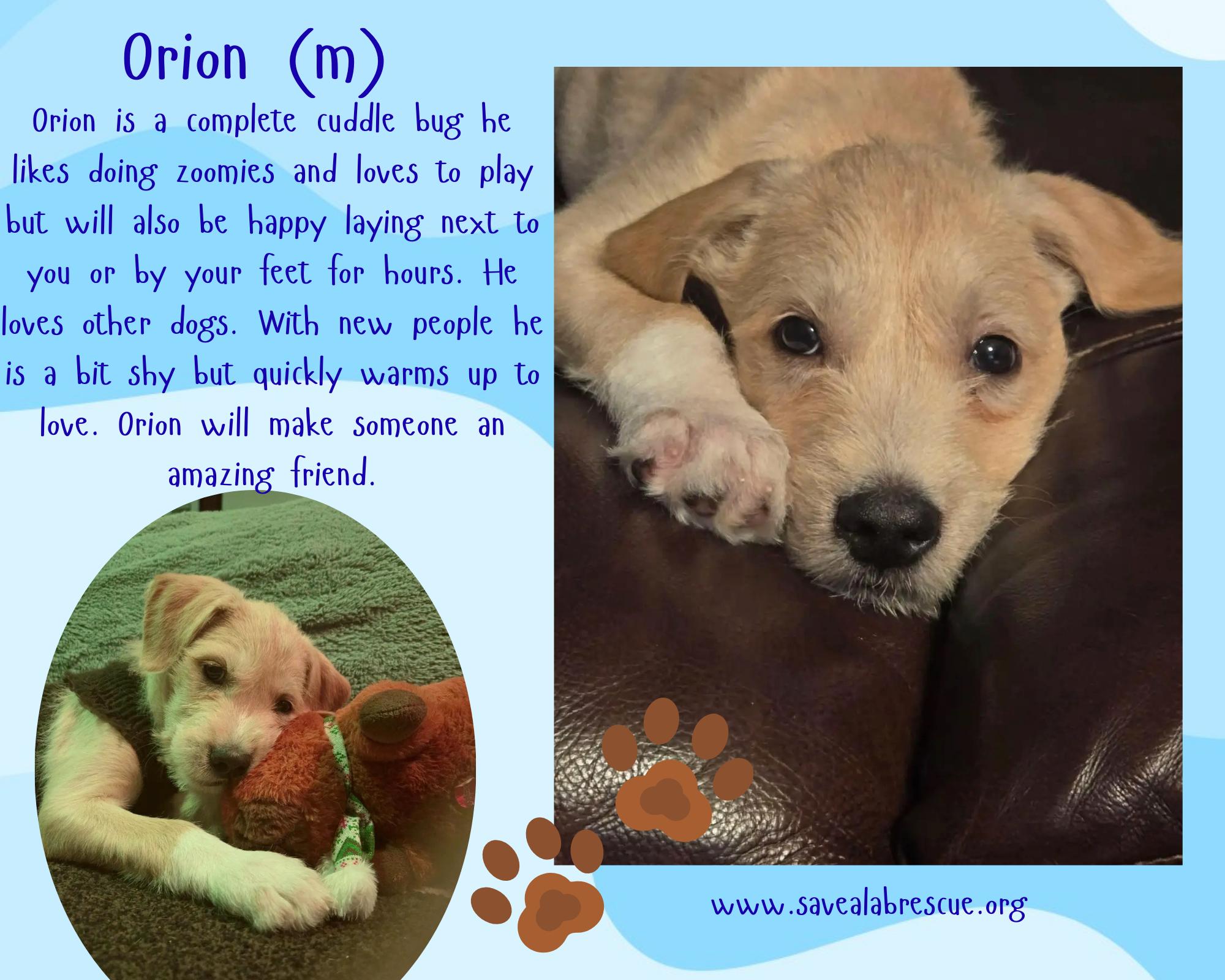 Orion, Adoptable, Puppy Male Labrador Retriever & Yellow Labrador Retriever.