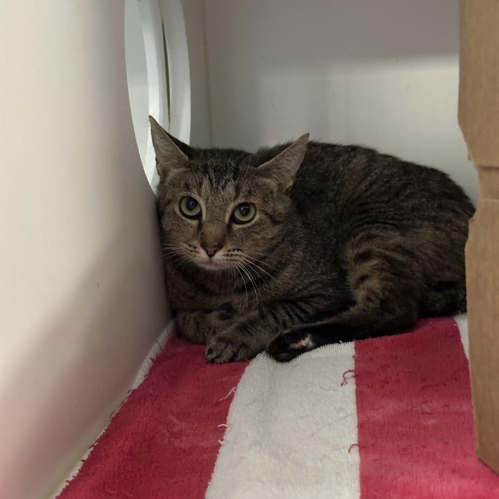 Rogue, Adoptable, Adult Female Domestic Short Hair.