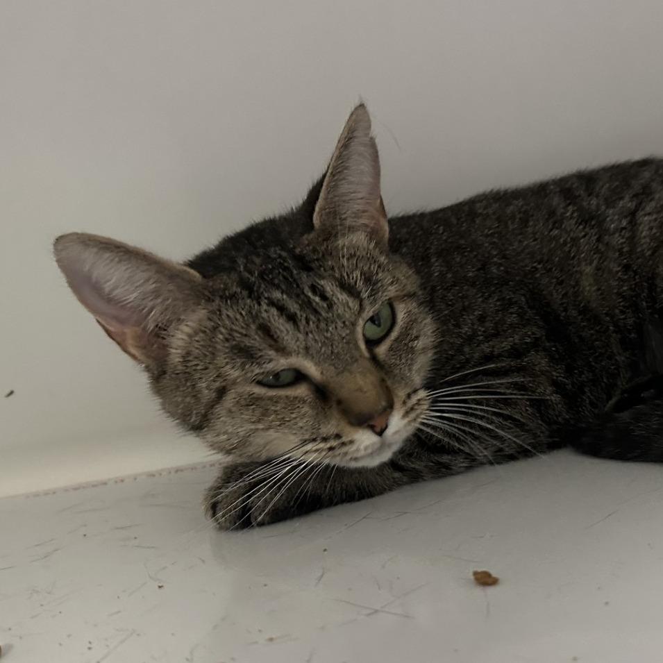 Rogue, a Adoptable Domestic Short Hair in Greensboro, NC image 2/6