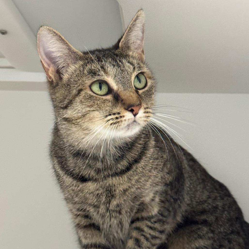 Rogue, a Adoptable Domestic Short Hair in Greensboro, NC image 3/6