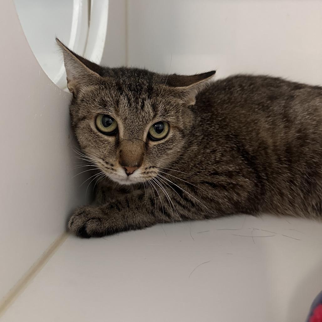 Rogue, a Adoptable Domestic Short Hair in Greensboro, NC image 4/6