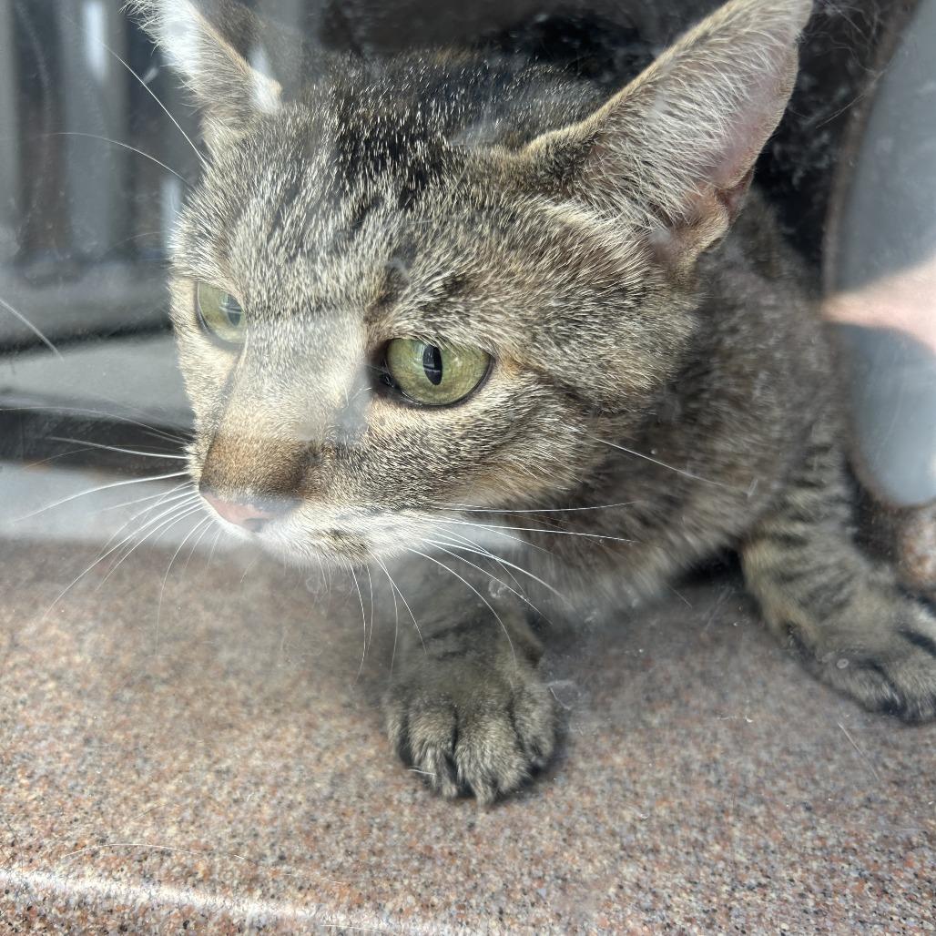 Rogue, a Adoptable Domestic Short Hair in Greensboro, NC image 5/6