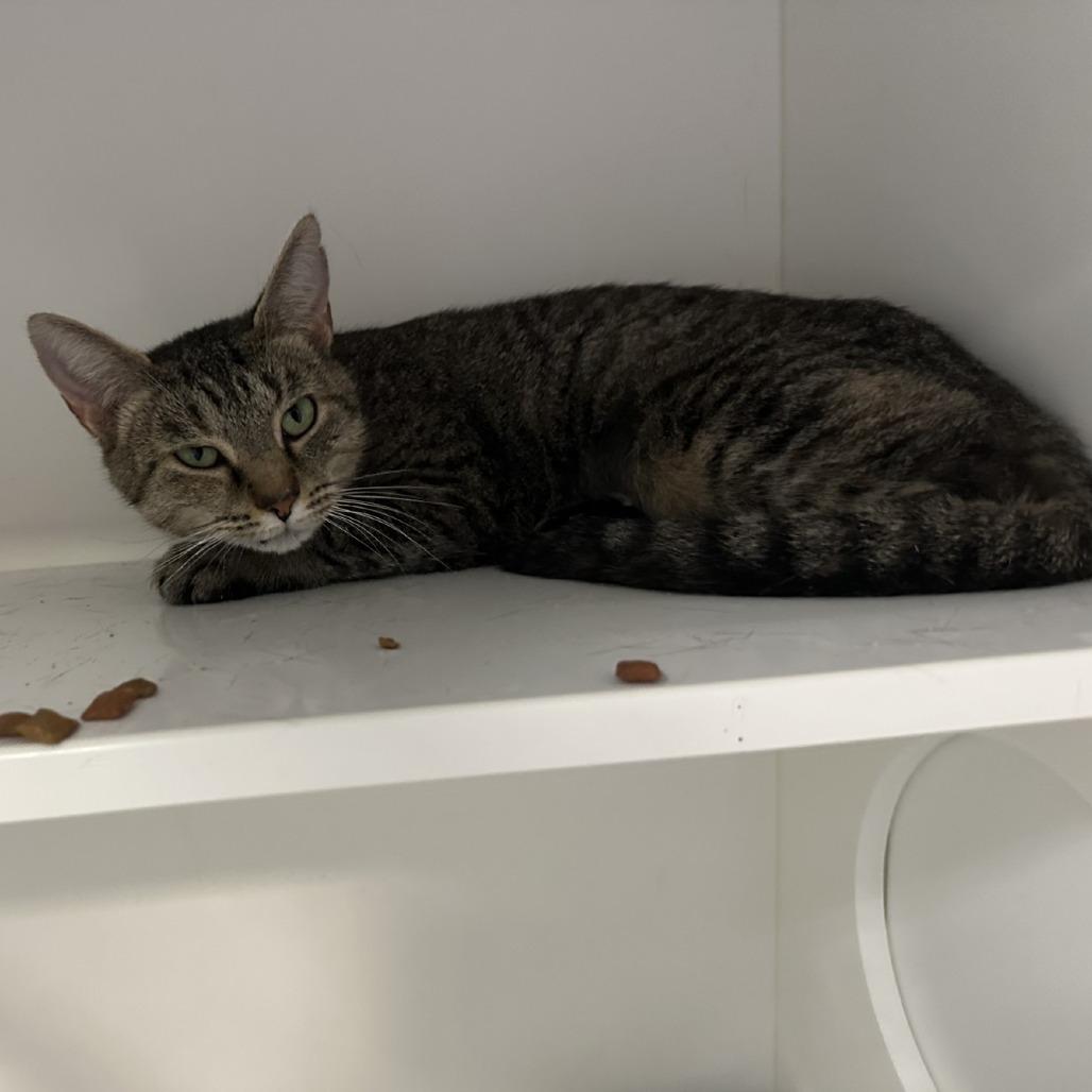 Rogue, a Adoptable Domestic Short Hair in Greensboro, NC image 6/6