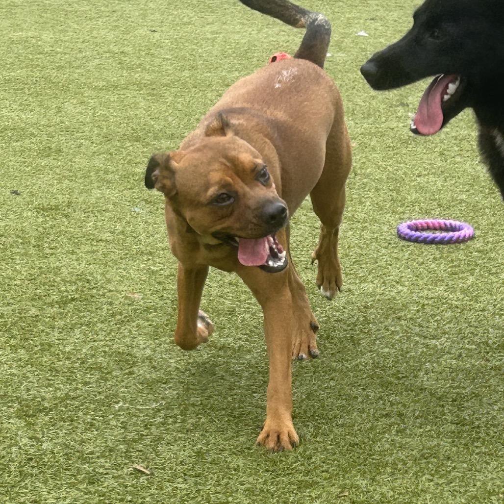 Judith, Adoptable, Young Female Boxer & Mixed Breed.