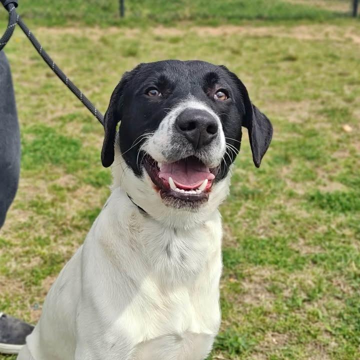 Warden, Adoptable, Young Male Labrador Retriever.