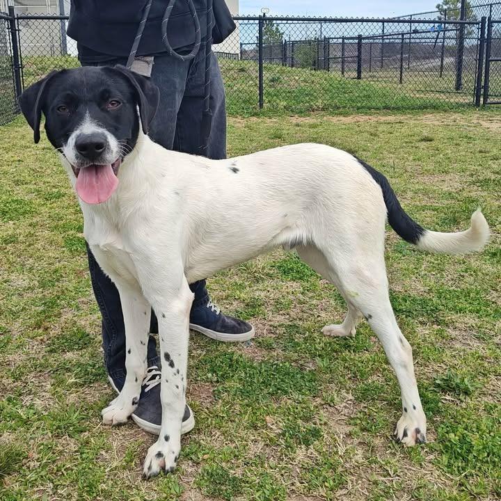 Enlarge Warden, a Adoptable Labrador Retriever in Springdale, AR image 2/6