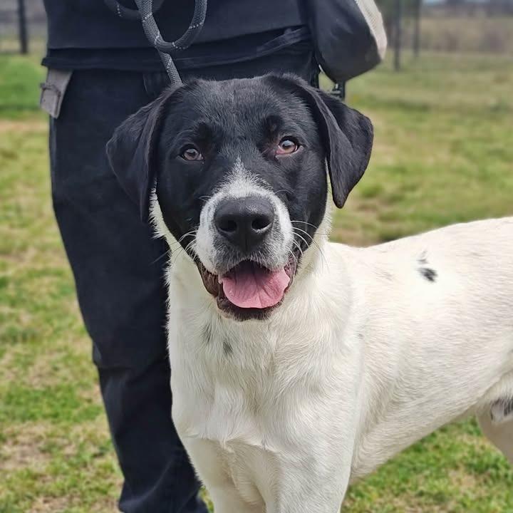 Enlarge Warden, a Adoptable Labrador Retriever in Springdale, AR image 3/6
