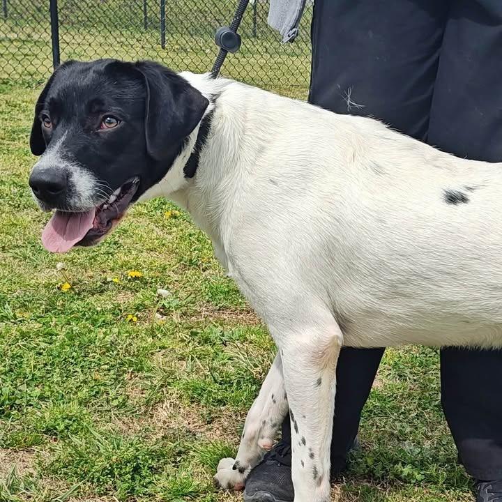 Enlarge Warden, a Adoptable Labrador Retriever in Springdale, AR image 4/6