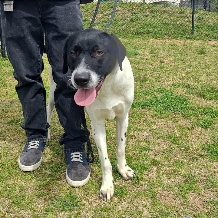 Enlarge Warden, a Adoptable Labrador Retriever in Springdale, AR image 6/6