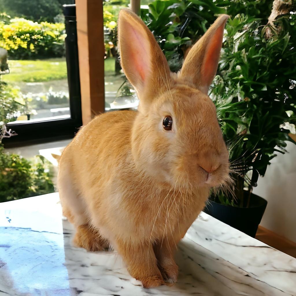 Enlarge Mojave(bonded to Jackie Brown), a Adoptable Palomino in Murrieta, CA image 2/5