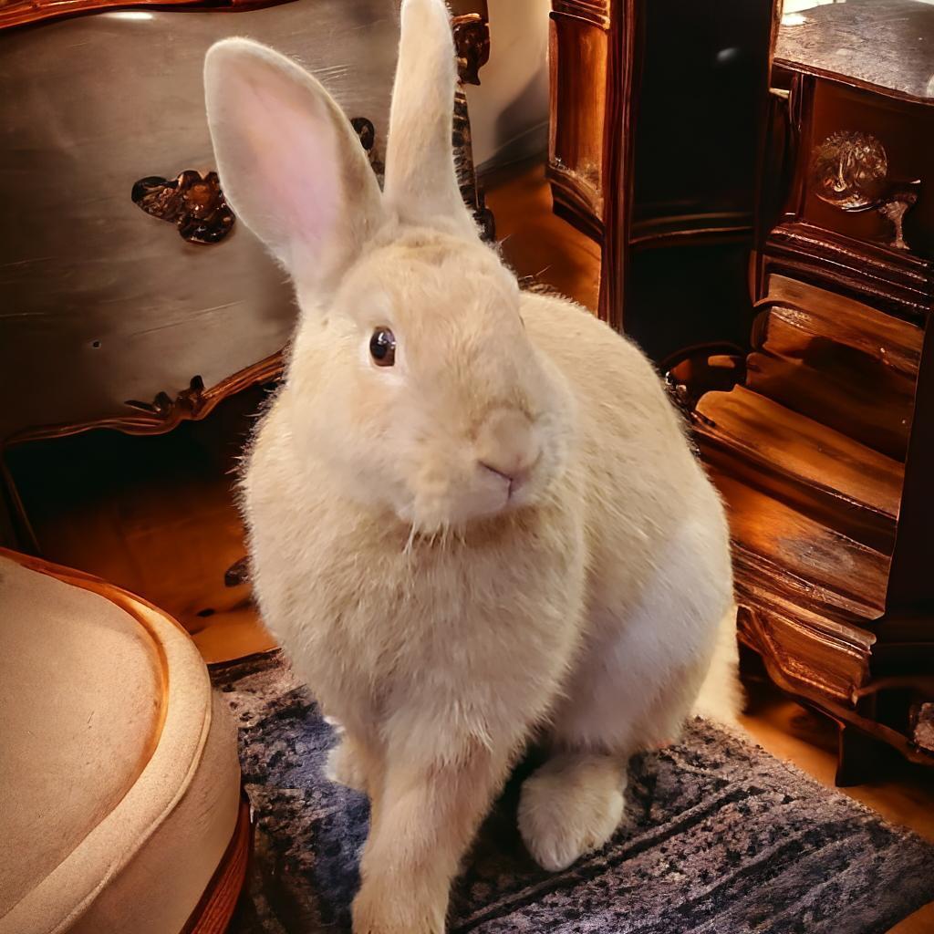 Enlarge Mojave(bonded to Jackie Brown), a Adoptable Palomino in Murrieta, CA image 4/5