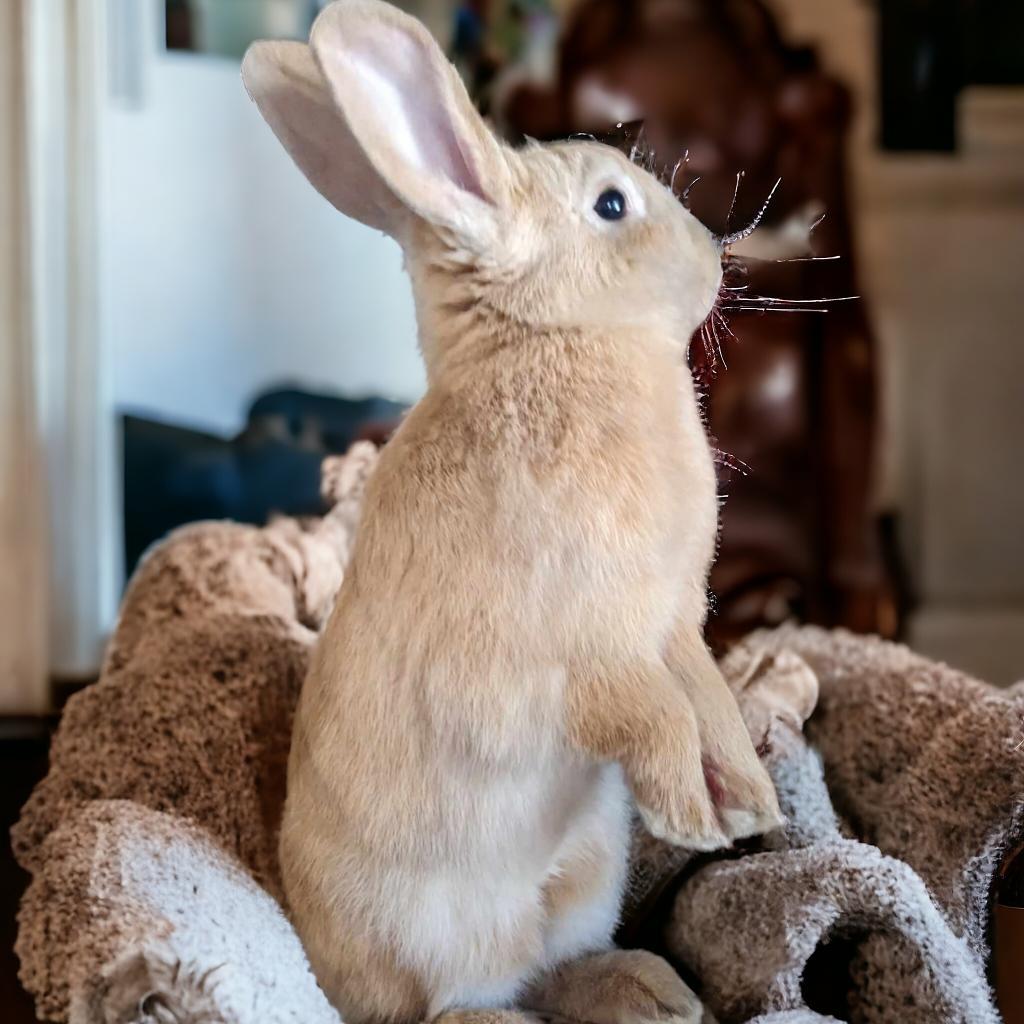 Enlarge Mojave(bonded to Jackie Brown), a Adoptable Palomino in Murrieta, CA image 5/5