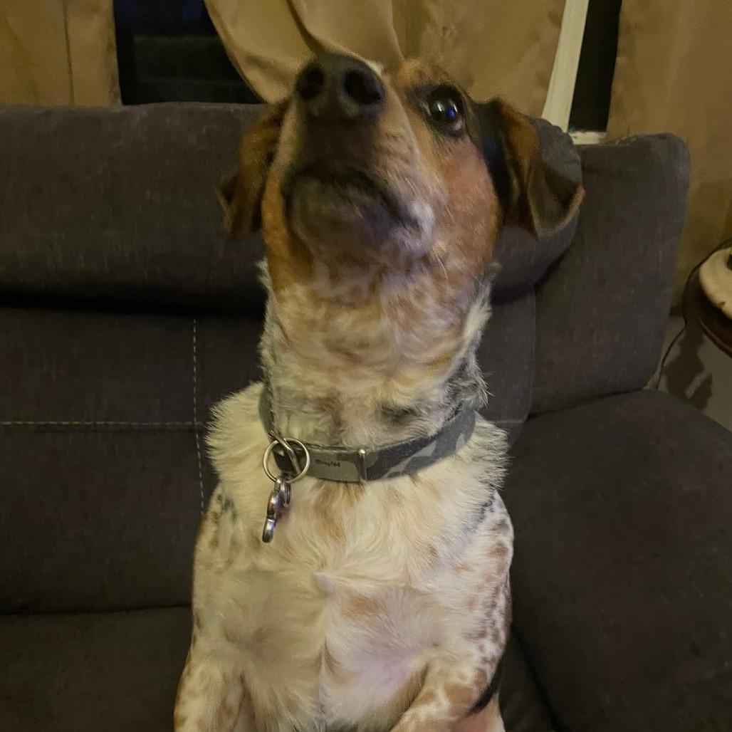 Enlarge Sunny, a ADOPTABLE mixed breed in Saugerties, NY image 2/5