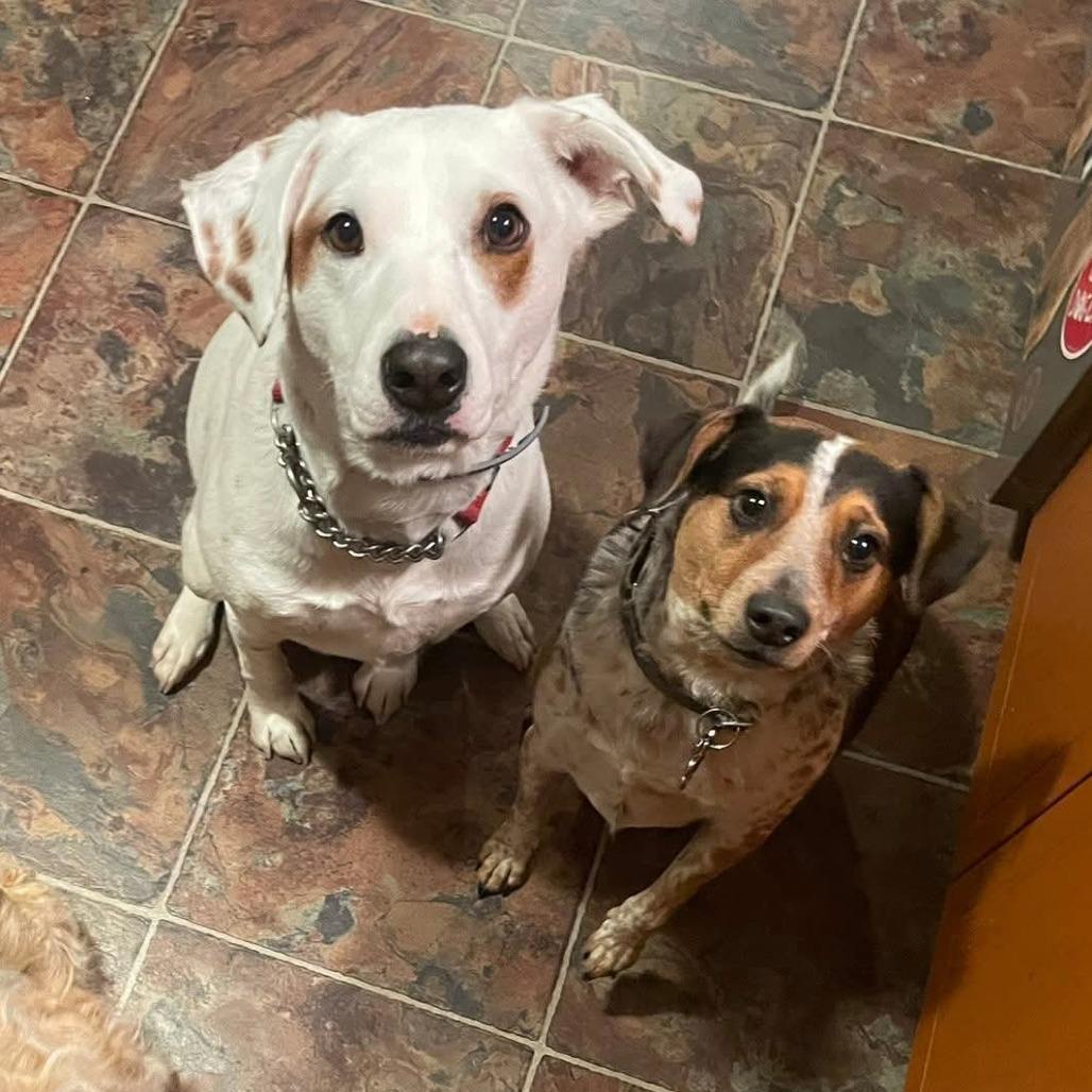 Enlarge Sunny, a ADOPTABLE mixed breed in Saugerties, NY image 4/5