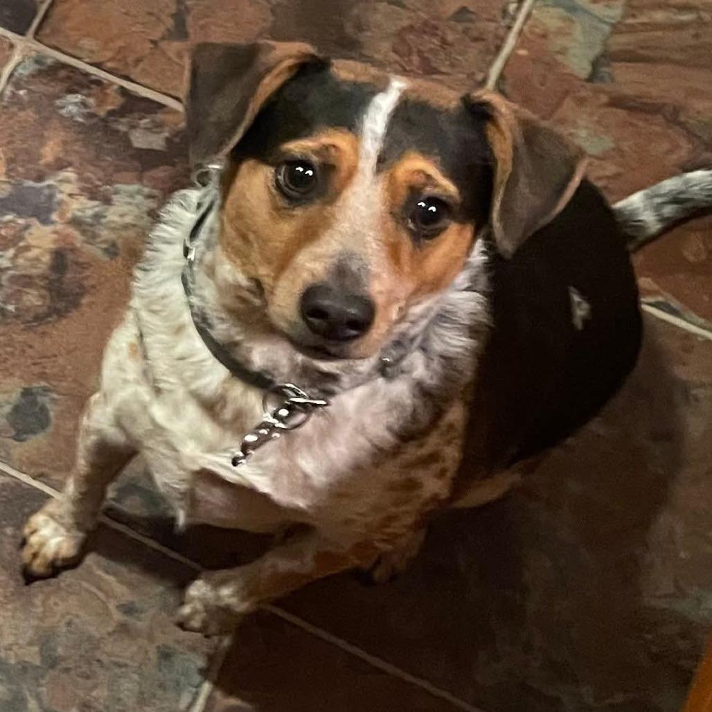 Enlarge Sunny, a ADOPTABLE mixed breed in Saugerties, NY image 1/5