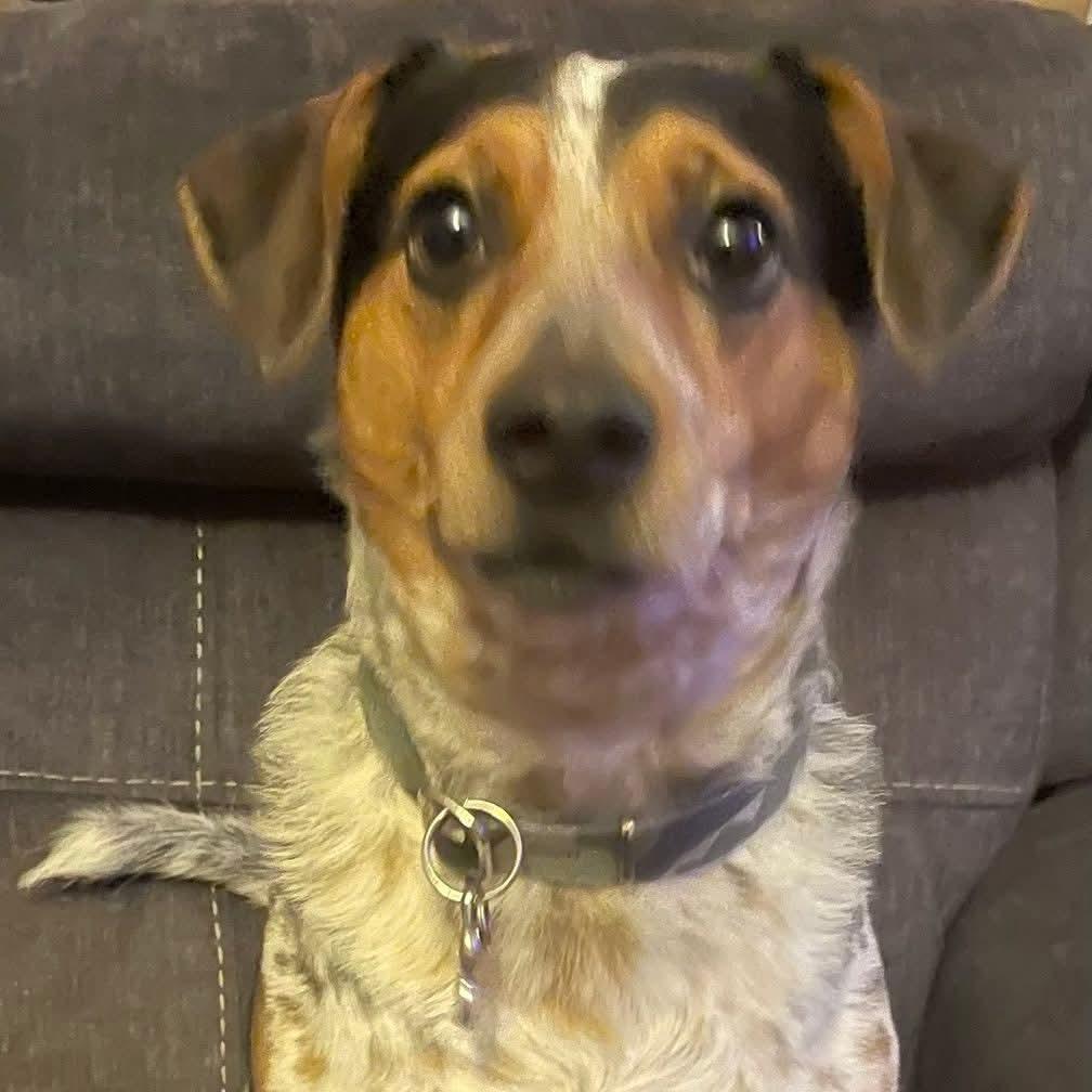 Enlarge Sunny, a ADOPTABLE mixed breed in Saugerties, NY image 3/5