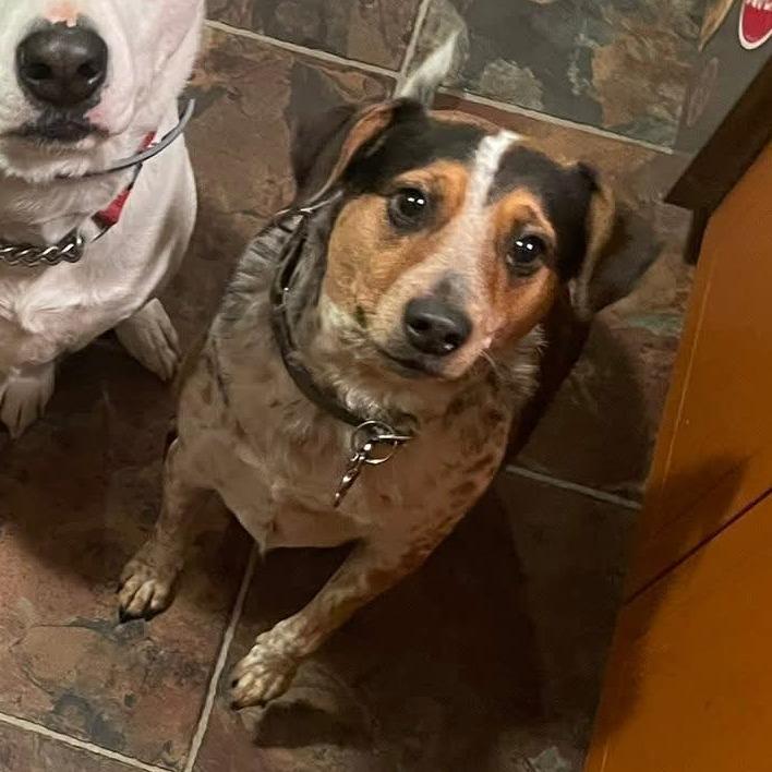 Enlarge Sunny, a ADOPTABLE mixed breed in Saugerties, NY image 5/5