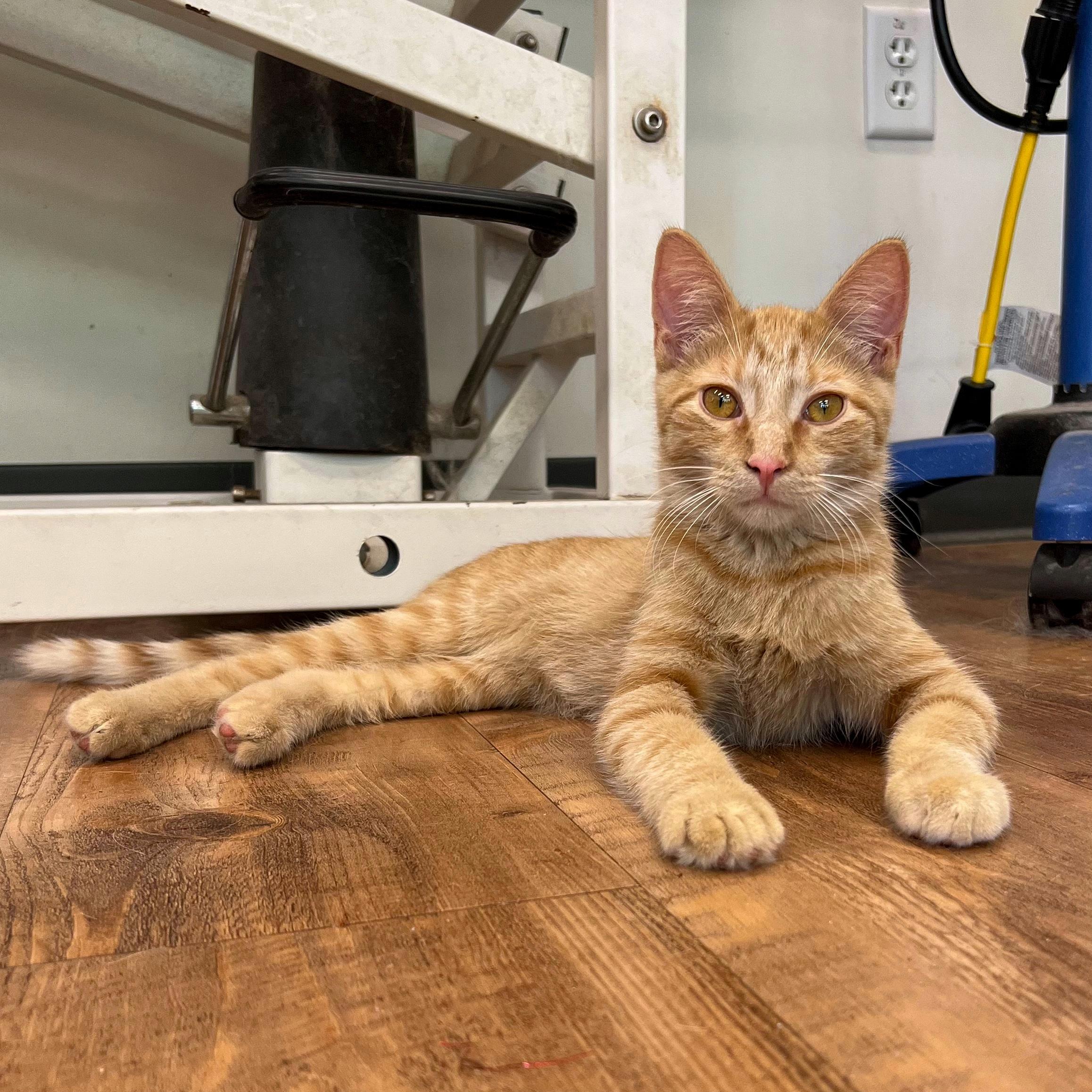 Nimbus, Adoptable, Kitten Male Domestic Short Hair.