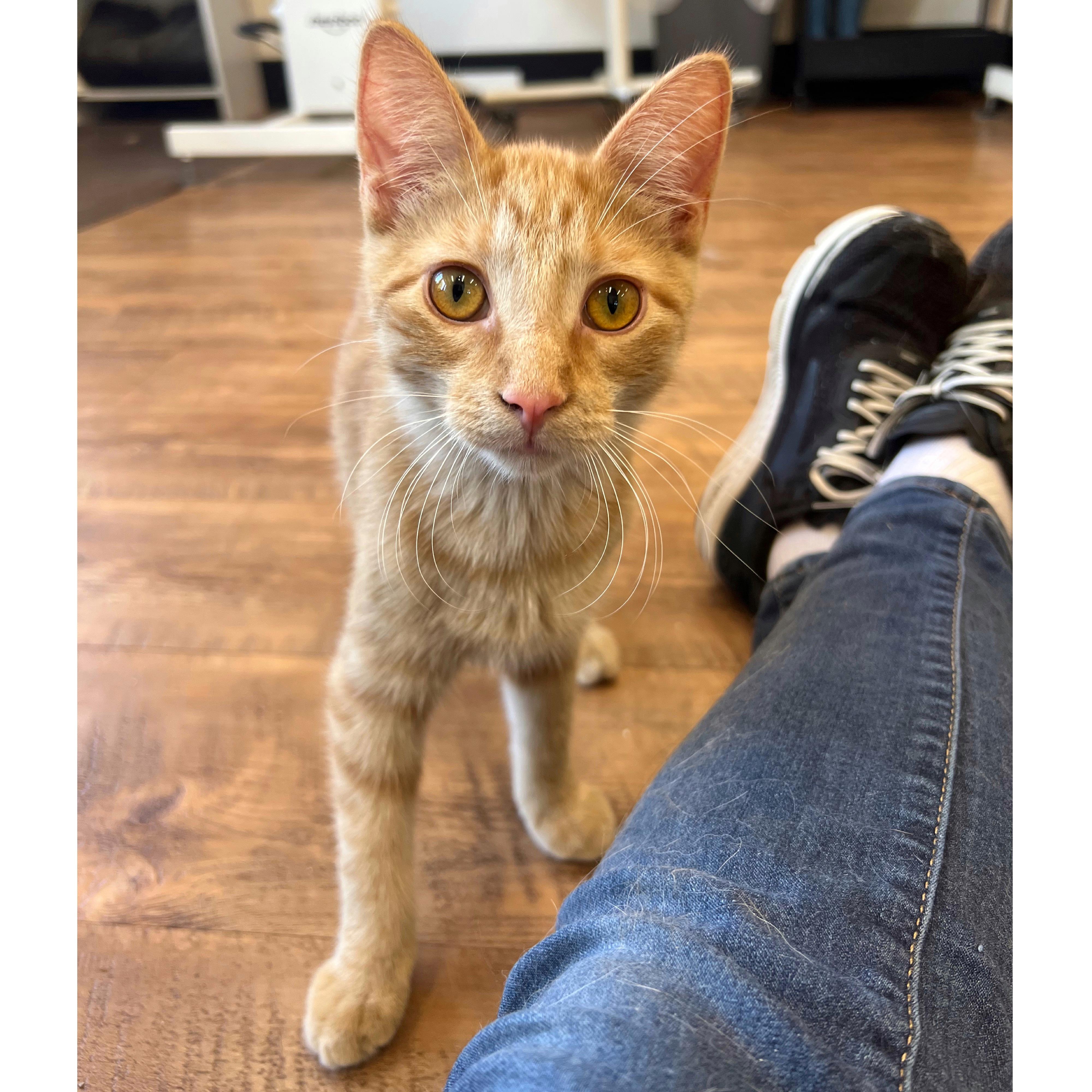 Nimbus, a Adoptable Domestic Short Hair in Stoughton, WI image 6/6