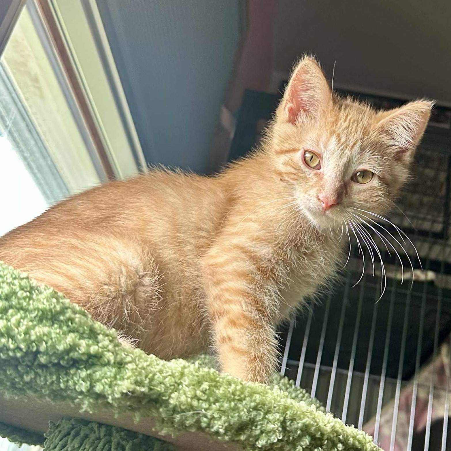 Nimbus, a Adoptable Domestic Short Hair in Stoughton, WI image 3/6