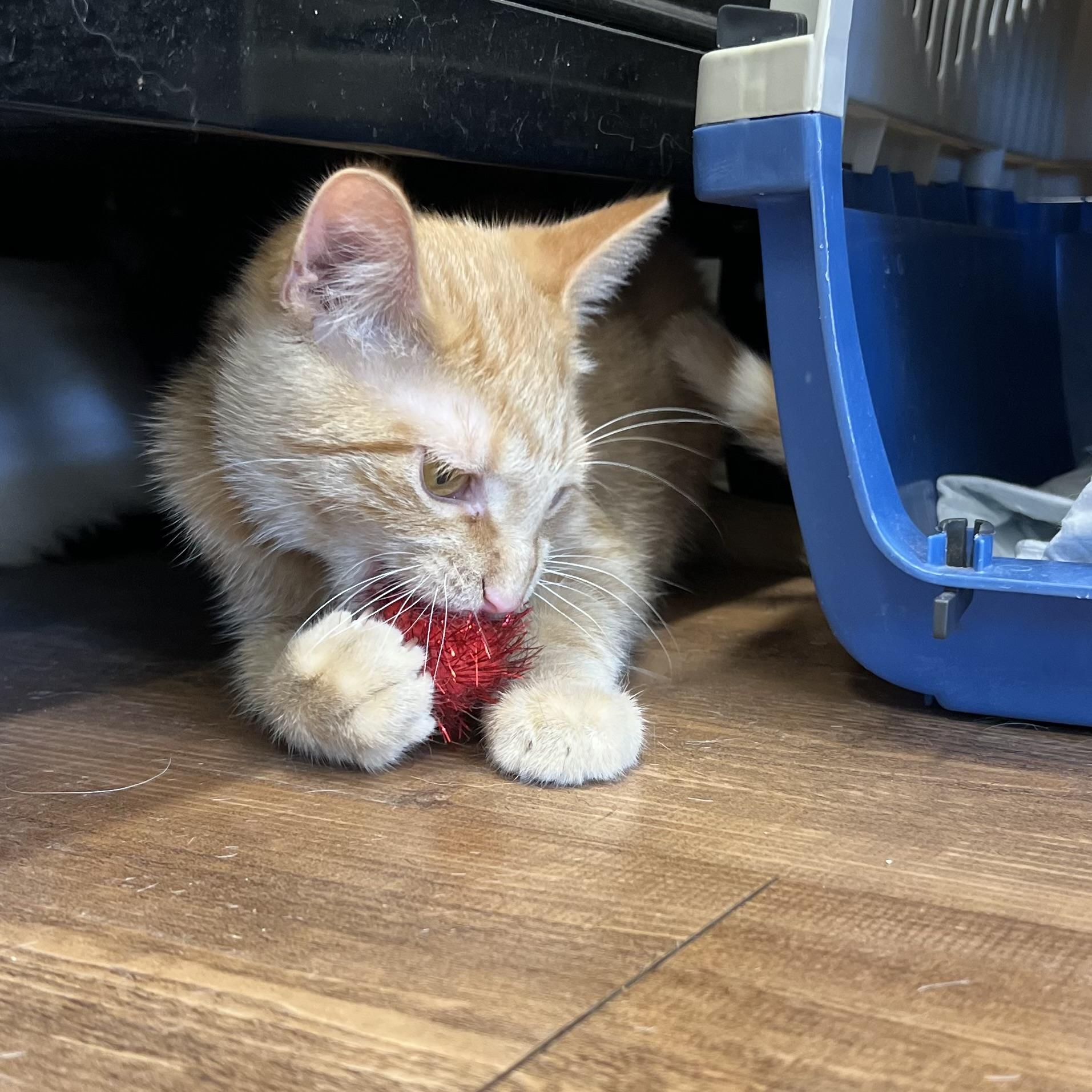 Nimbus, a Adoptable Domestic Short Hair in Stoughton, WI image 4/6